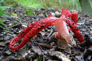 Clathrus archeri (1) (1200 x 800).jpg_product